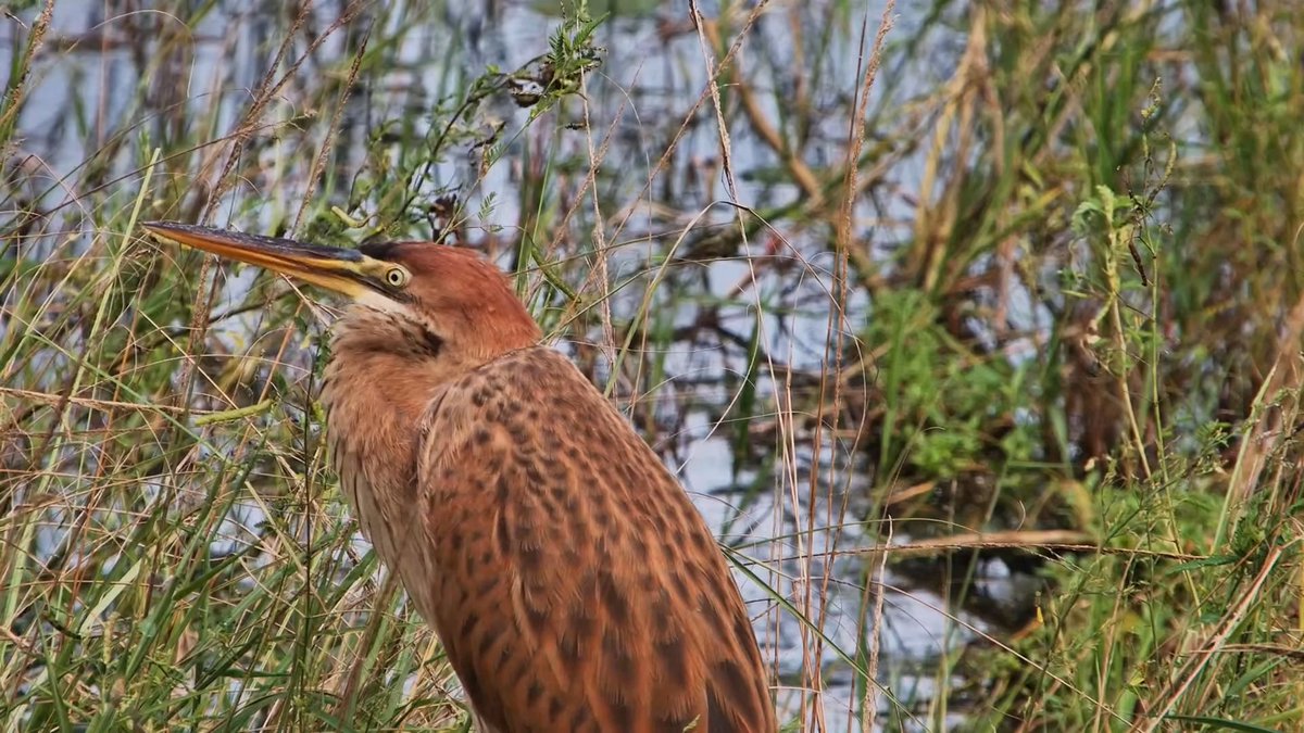 Tonpa02's tweet photo. Vibrant fellow at Roys dam a few hours ago #Africam #RoysDam #WildEarth https://t.co/Nk3Vn4dQez
