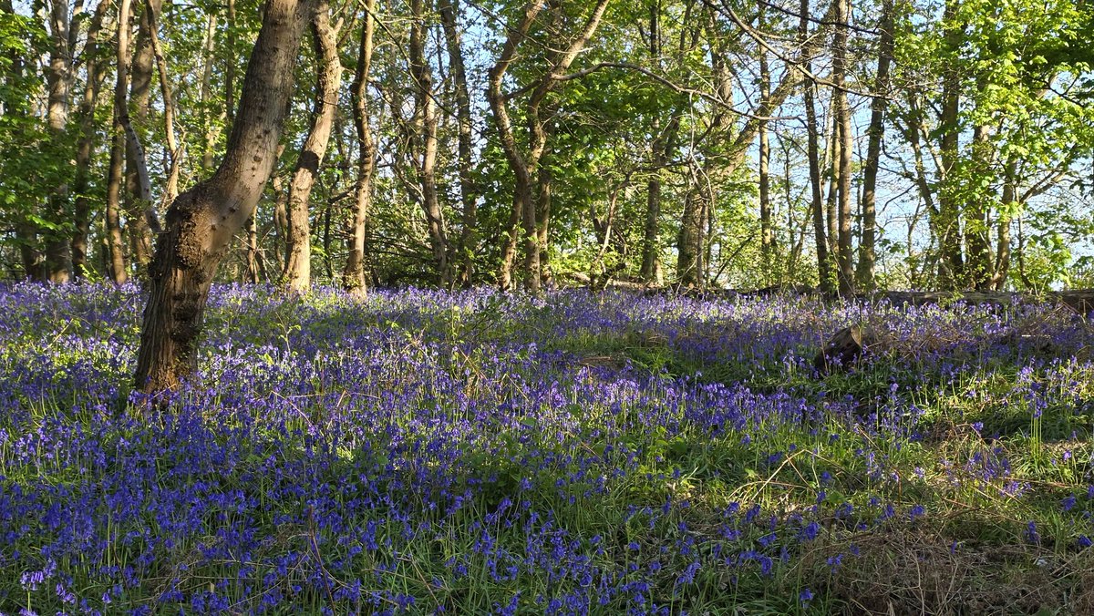 berriny's tweet photo. Good Day from Hertfordshire 🌞 https://t.co/D5BhwmwmSD
