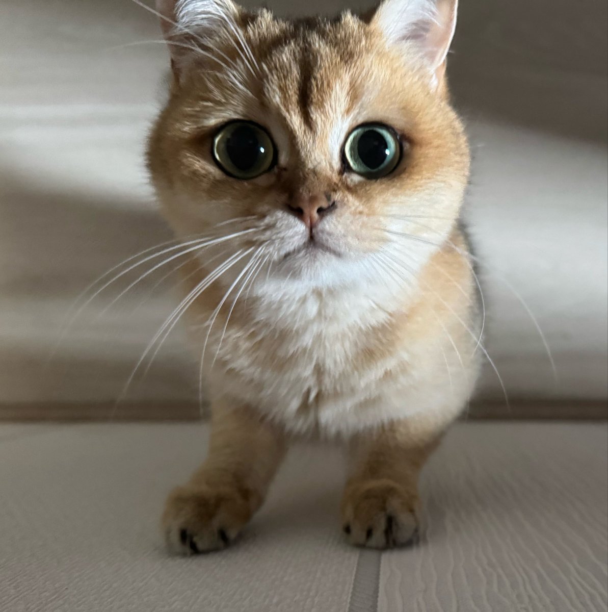 Ruby the Cat tweet media