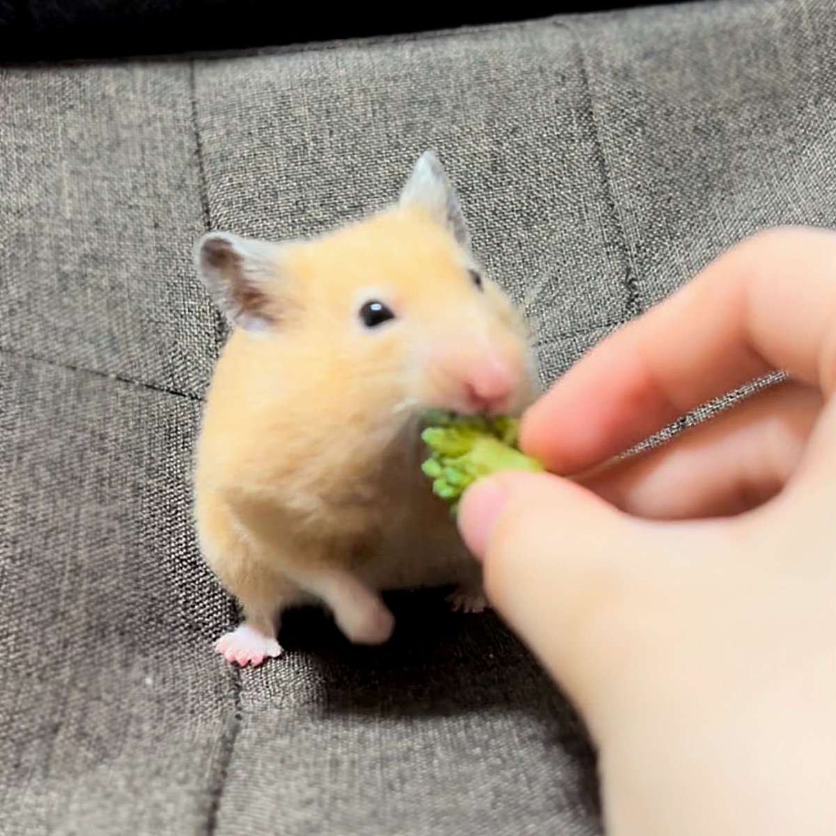 ほにゃ.˚もちむぎ🐹🌾 tweet media