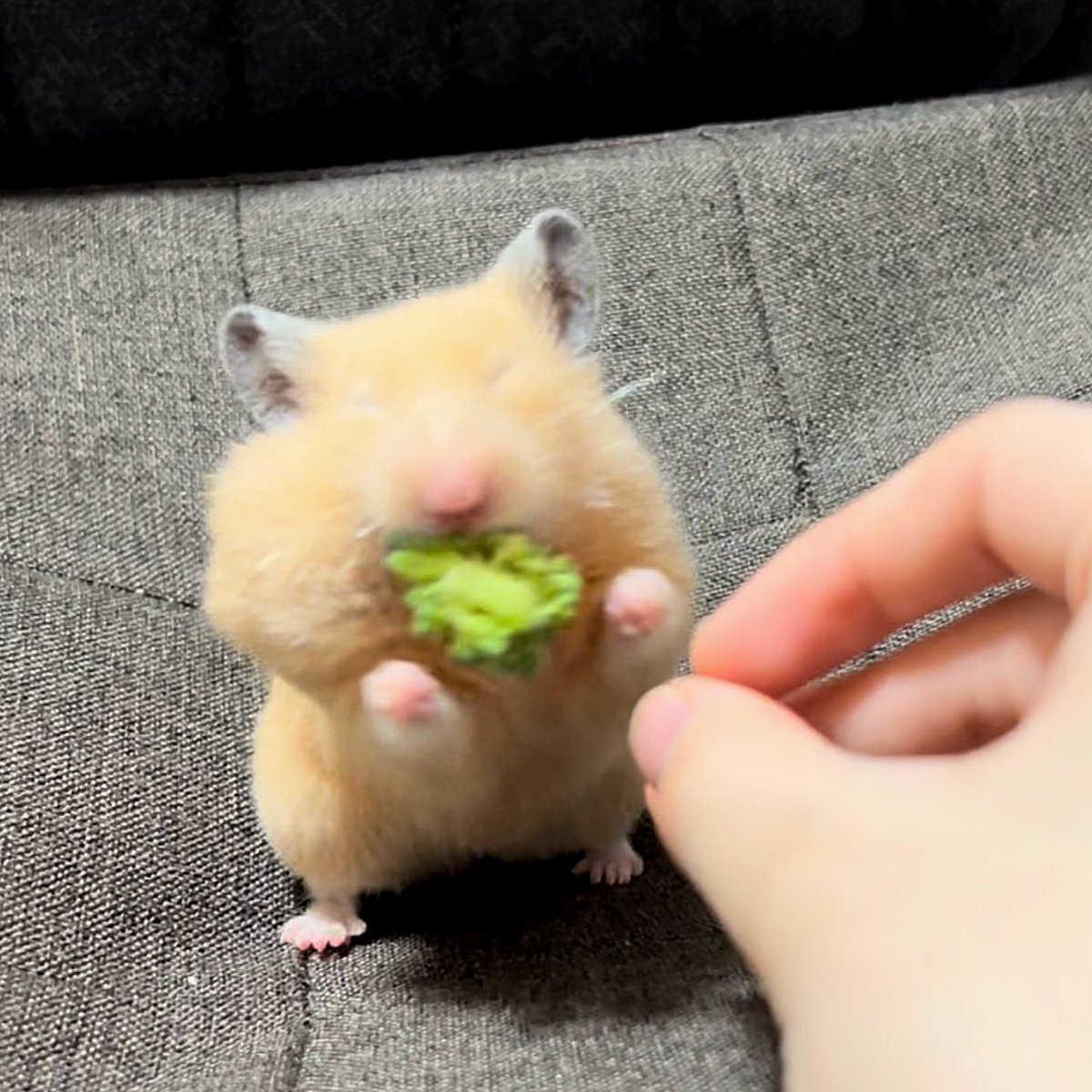 ほにゃ.˚もちむぎ🐹🌾 tweet media