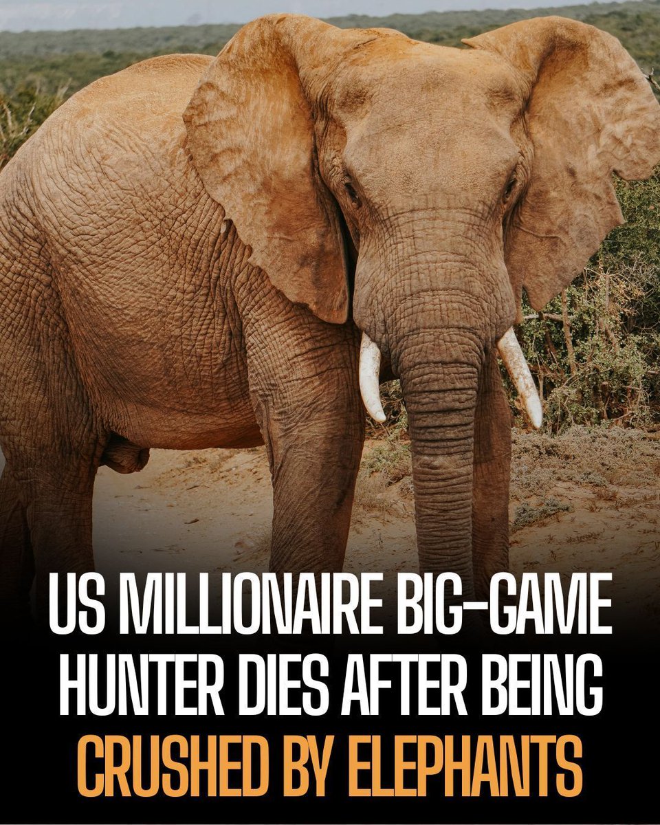 ProtectTheWild_'s tweet photo. Dosio had built an extensive collection of hunting trophies over the years, including animals such as elephants and lions. https://t.co/FJh850XZ6q