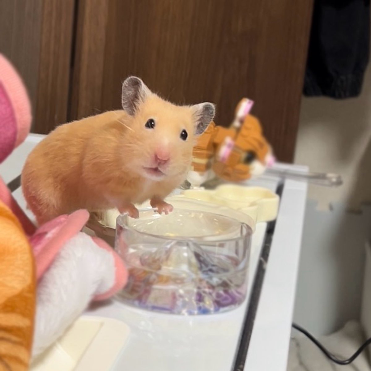 ほにゃ.˚もちむぎ🐹🌾 tweet media