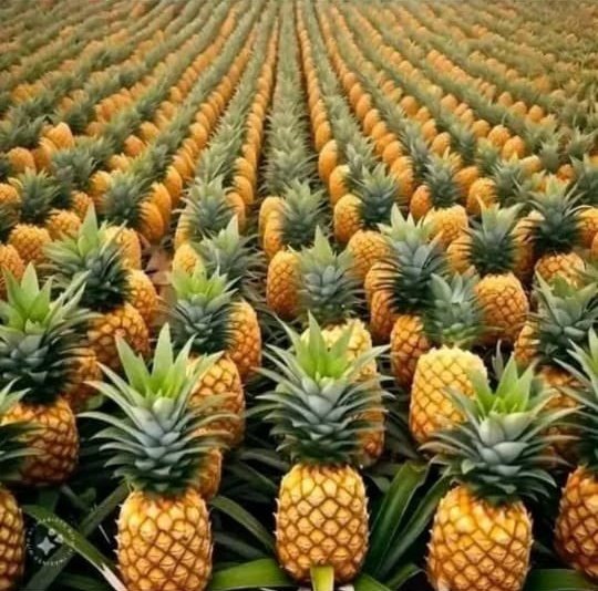 Olivier Domy BEYA tweet media