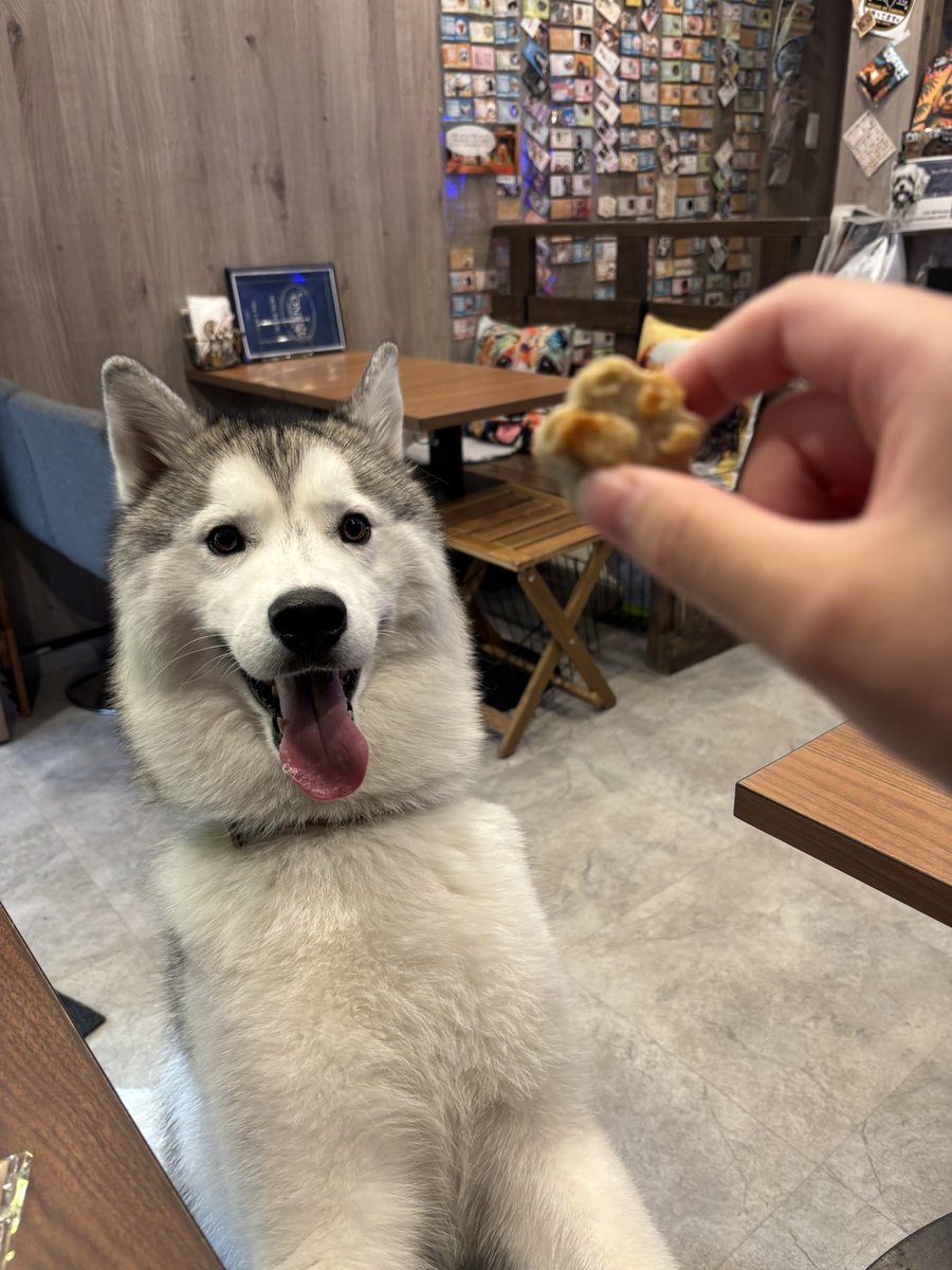 ガブちゃん tweet media