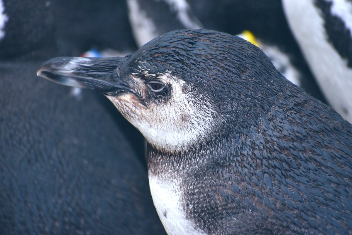 箱ぶみ tweet media