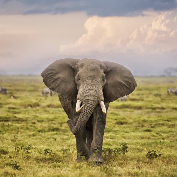 Global UPDATES tweet media