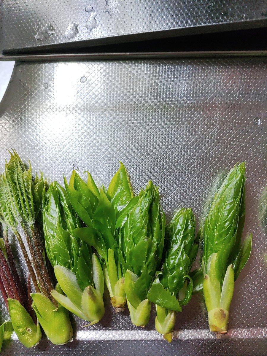 ダディ吉 tweet media