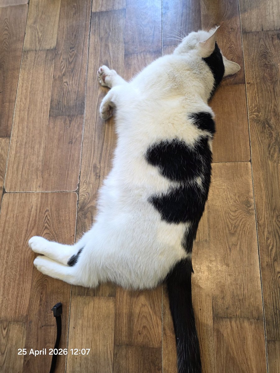 TsuiAllen's tweet photo. Final #Caturday lunchtime of April 2026... #NotMyPet https://t.co/uJUQqVkGI3