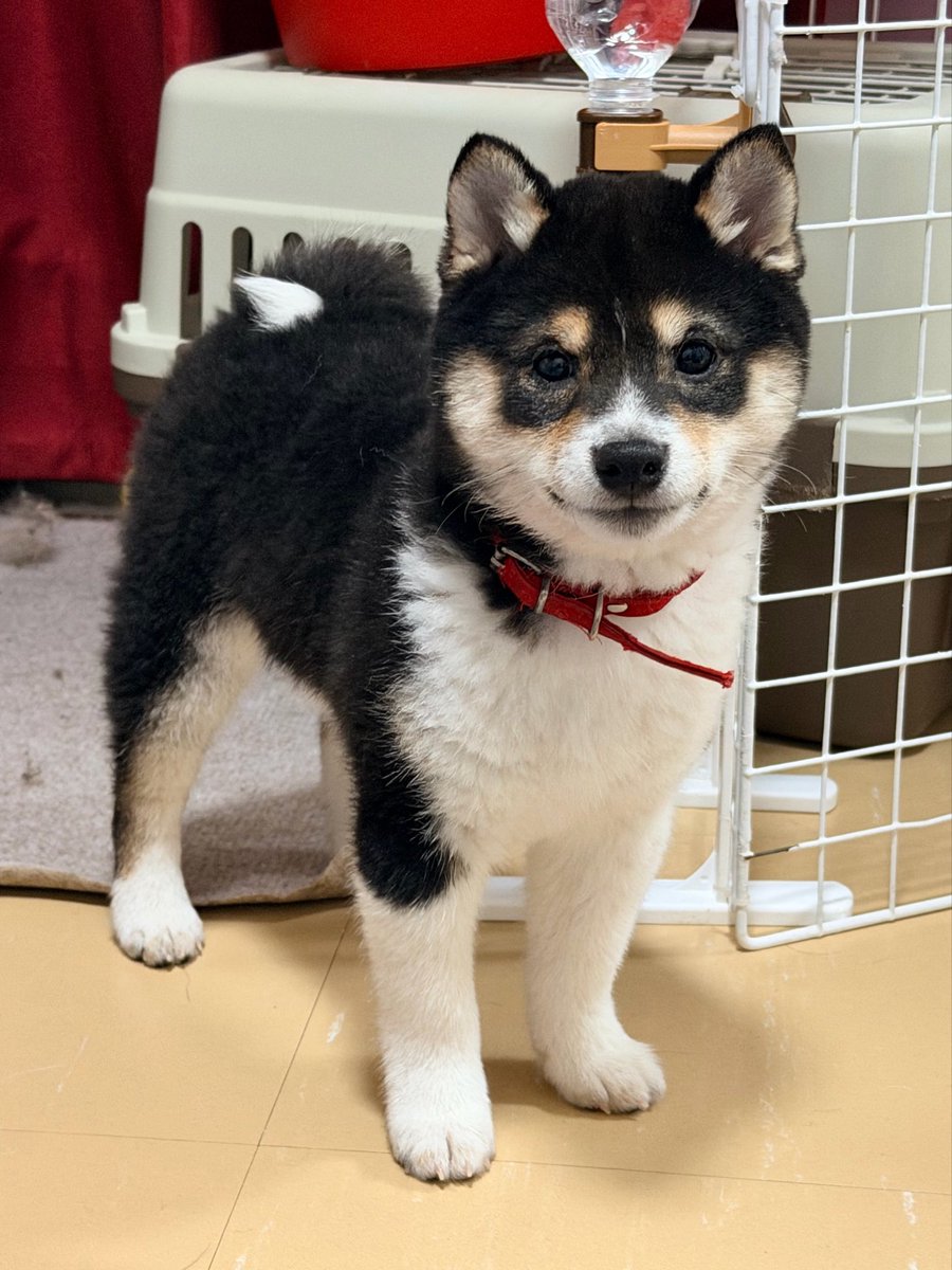 豆柴ももさくぱん🍑🌸🏵️ tweet media