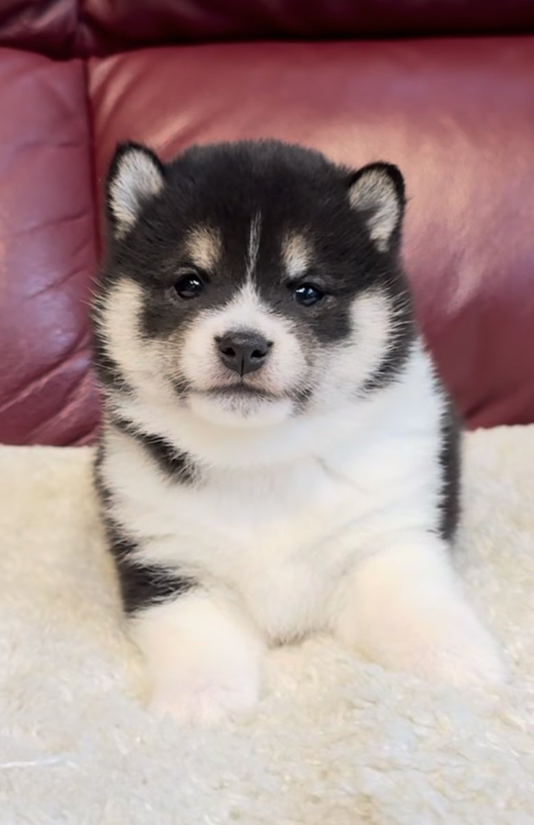 豆柴ももさくぱん🍑🌸🏵️ tweet media