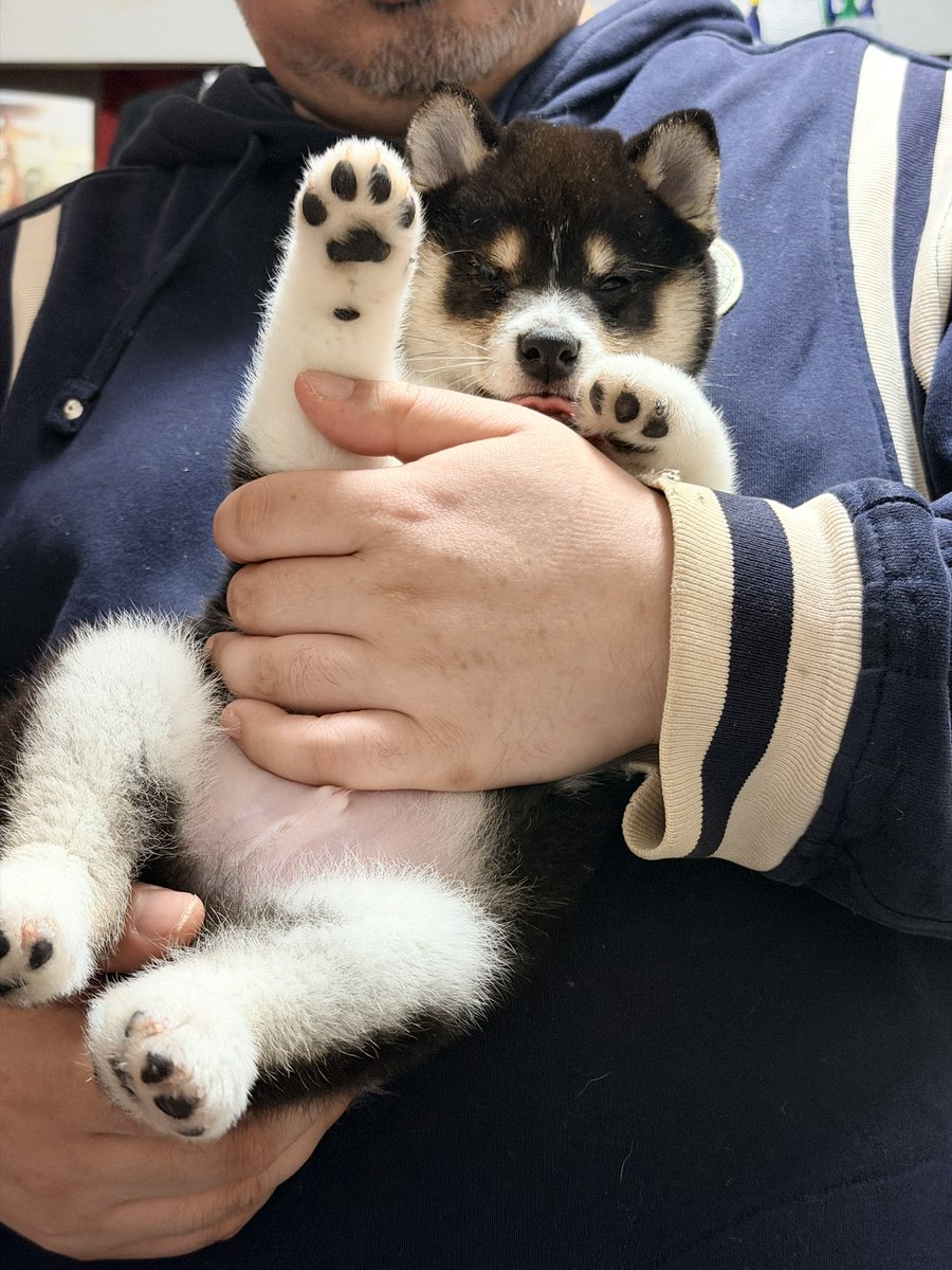 豆柴ももさくぱん🍑🌸🏵️ tweet media