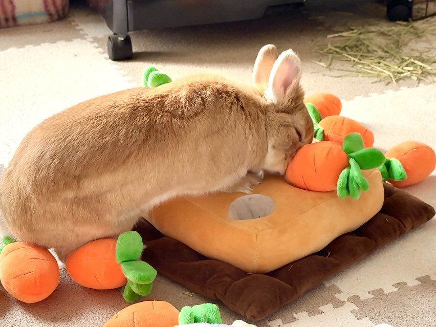 にんじん畑荒らし🥕🐰