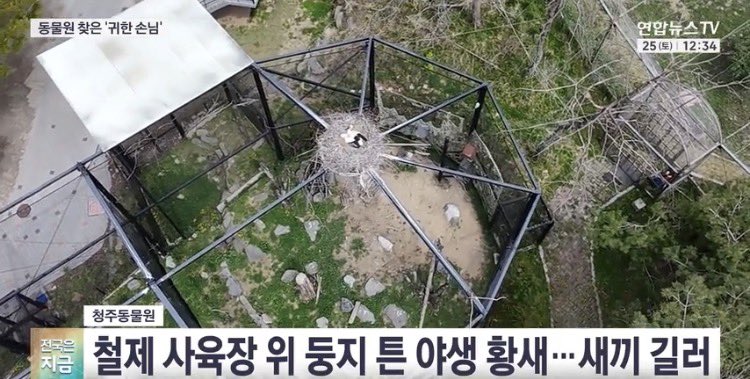 “동물 보호 거점으로 지정된 청주동물원에 야생 황새가 날아들었습니다. 멸종위기종인 야생 황새가 동물원에 터를 잡은 건 극히 드문 일인데요.”(뉴스보기: v.daum.net/v/202604251323…)