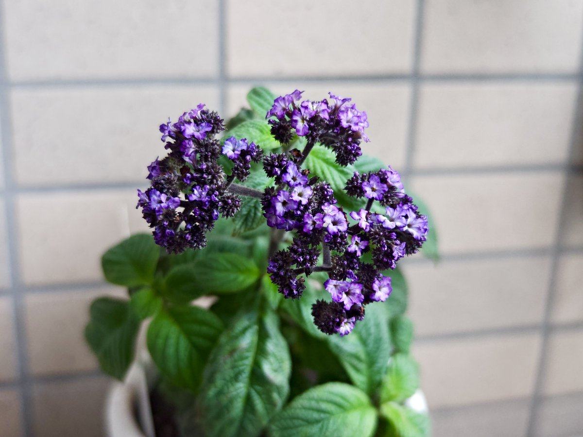 香水にも多く使われる"ヘリオトロープ"は春に絶対嗅いでほしい花の一つ！！

アーモンドに似たクリーミーな甘さ、パウダリーなバニラのような甘さが特徴的で、柔和な雰囲気を持つ花。
紫色の小さな花をたくさん咲かせるのも可愛い💐

意外と安く300円ほどでお花屋さんで売られていた！