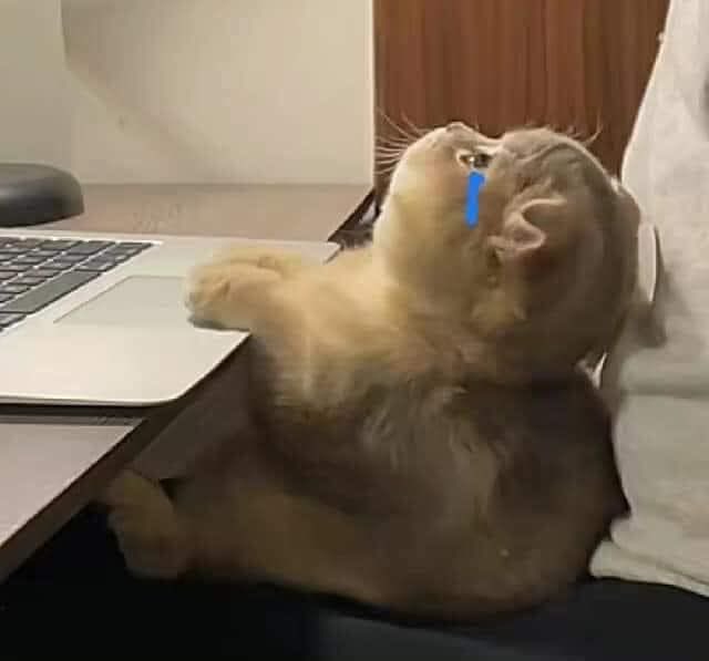 🐈‍⬛ tweet media