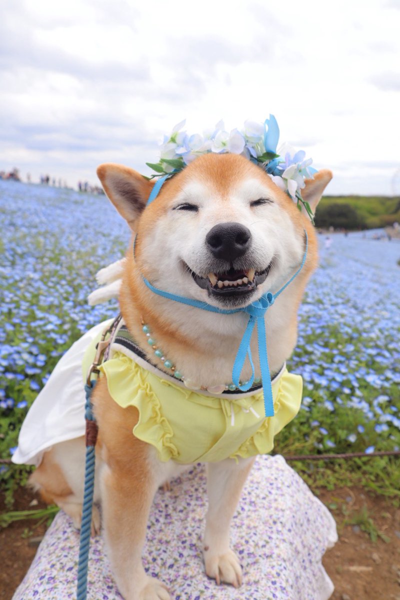 柴犬ロコ tweet media