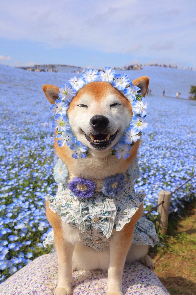 柴犬ロコ tweet media