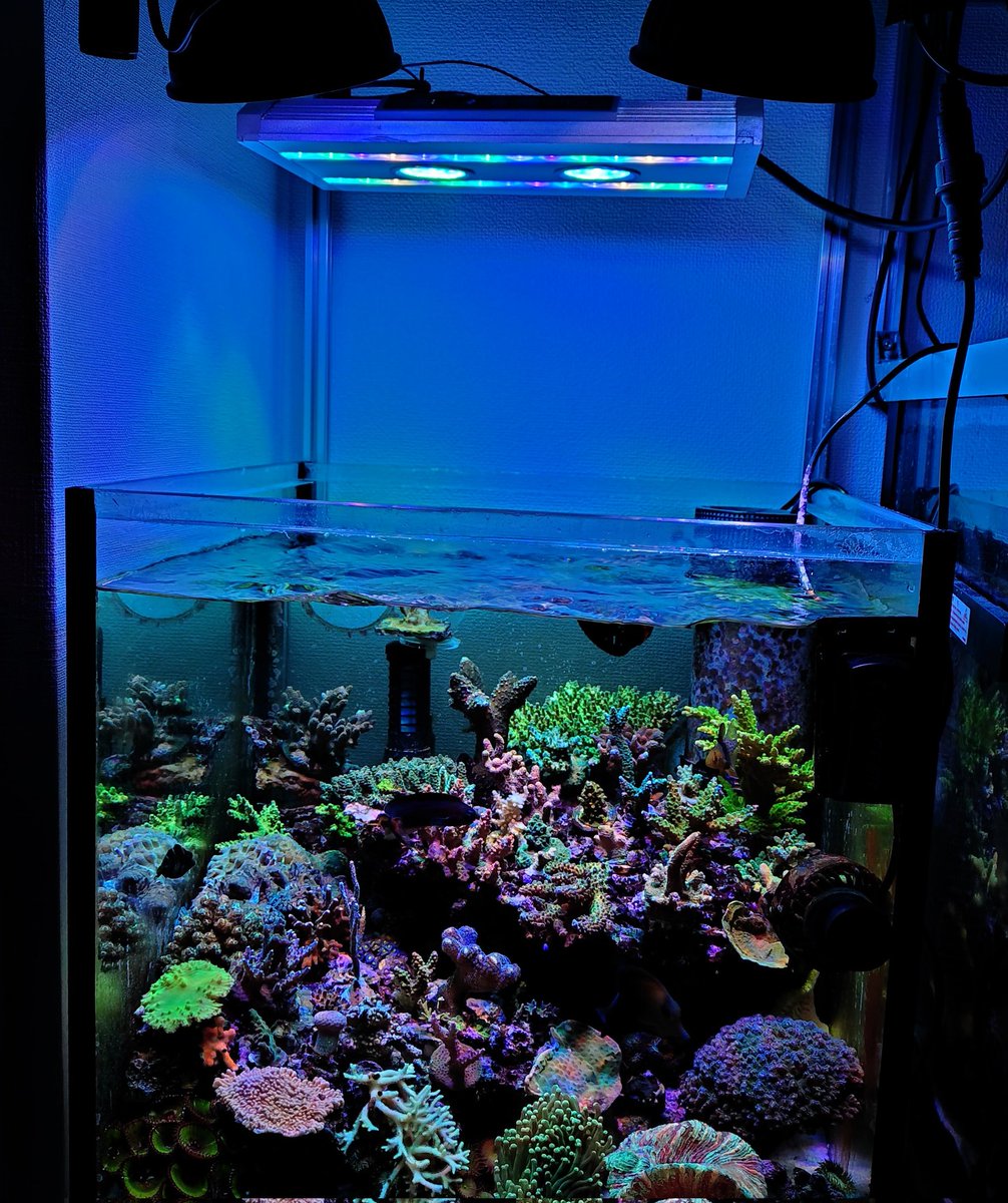 水槽…。

ちっこくしてからの方が調子良さげなのは気のせいか…。

<a href="/EijiMyorin/">明林永二</a> さん！

ライトつけましたよぉ〜✨️