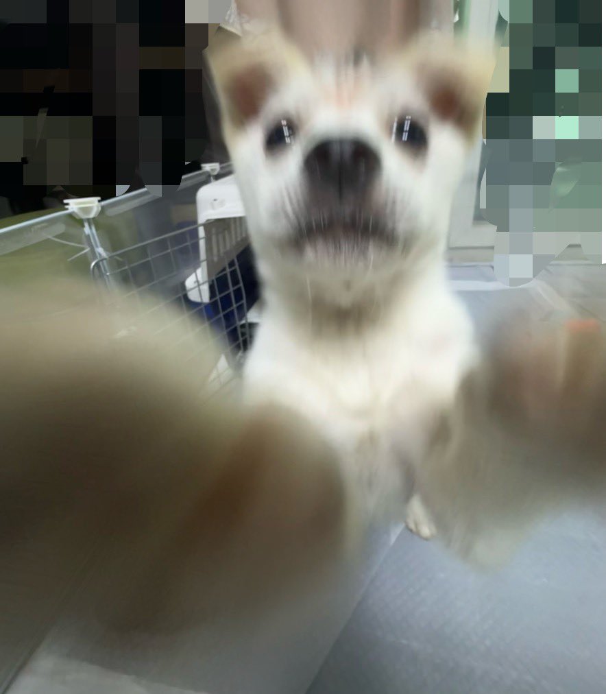 하츠네조혜련 tweet media