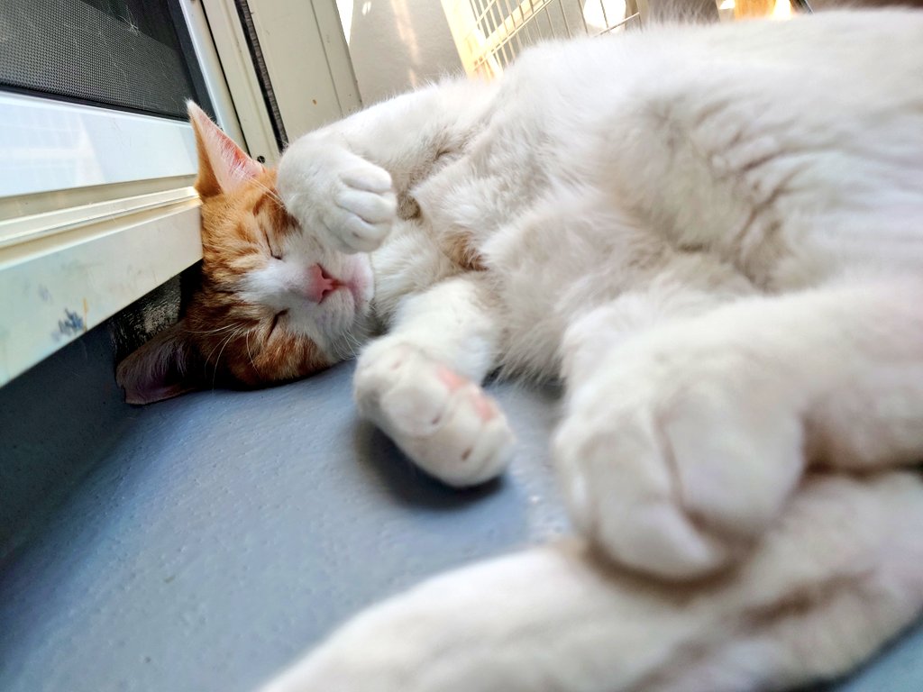 homaくん tweet media