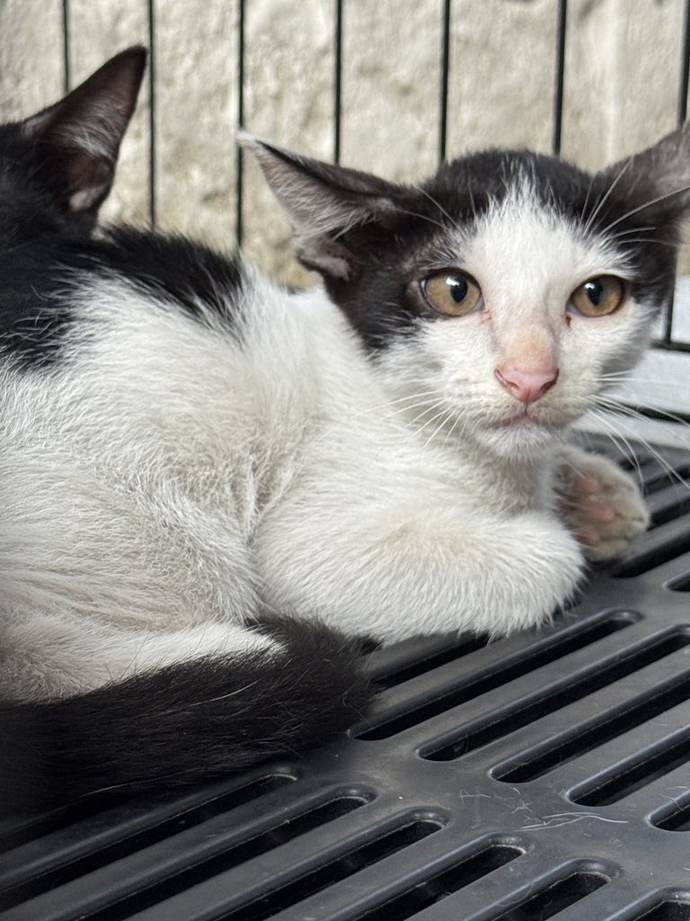 ขออนุญาตหาบ้านให้น้องแมวค่ะ ฝากรีต่อหน่อยนะคะ พิกัดอุดมสุขค่ะ สงสารน้องไม่มีใครรับเลี้ยงเลยค่ะ ใครสนใจรับน้องไปดูแลเดมมาได้เลยนะคะ คัดบ้านแน่นอนค่ะ 😭🙇🏻‍♀️
#หาบ้านให้น้องแมว #แมวจรหาบ้าน #แมวจร #แมวหาบ้าน