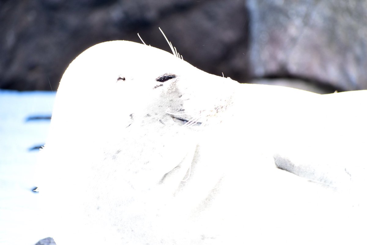 箱ぶみ tweet media