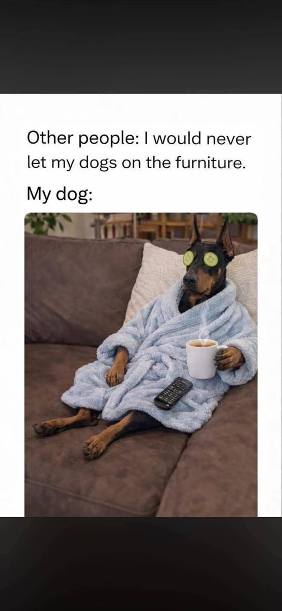 Heckin Good Dogs tweet media