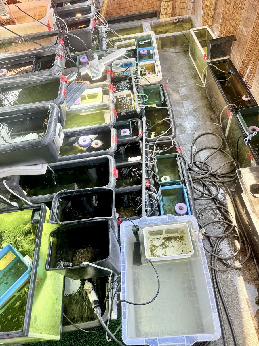 ⚡️電撃めだか⚡️ tweet media