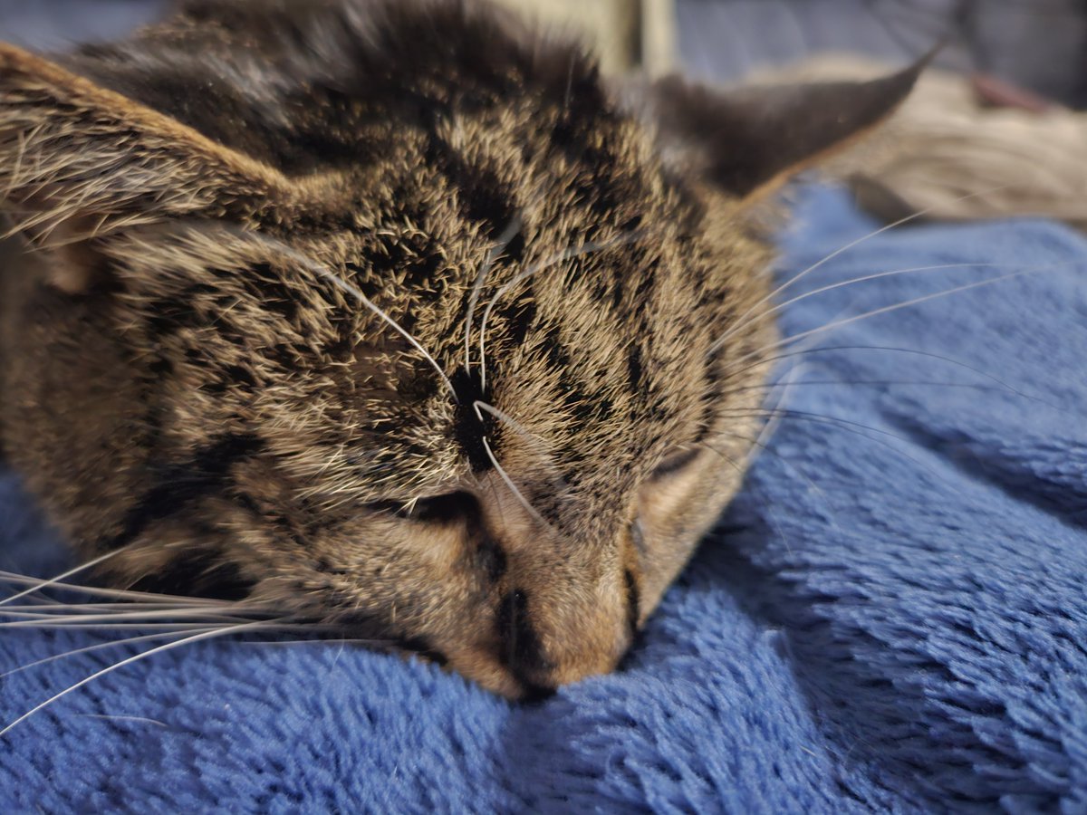 Wingsfan99..vaccinated/Boosted...Blocked by @OANN tweet media