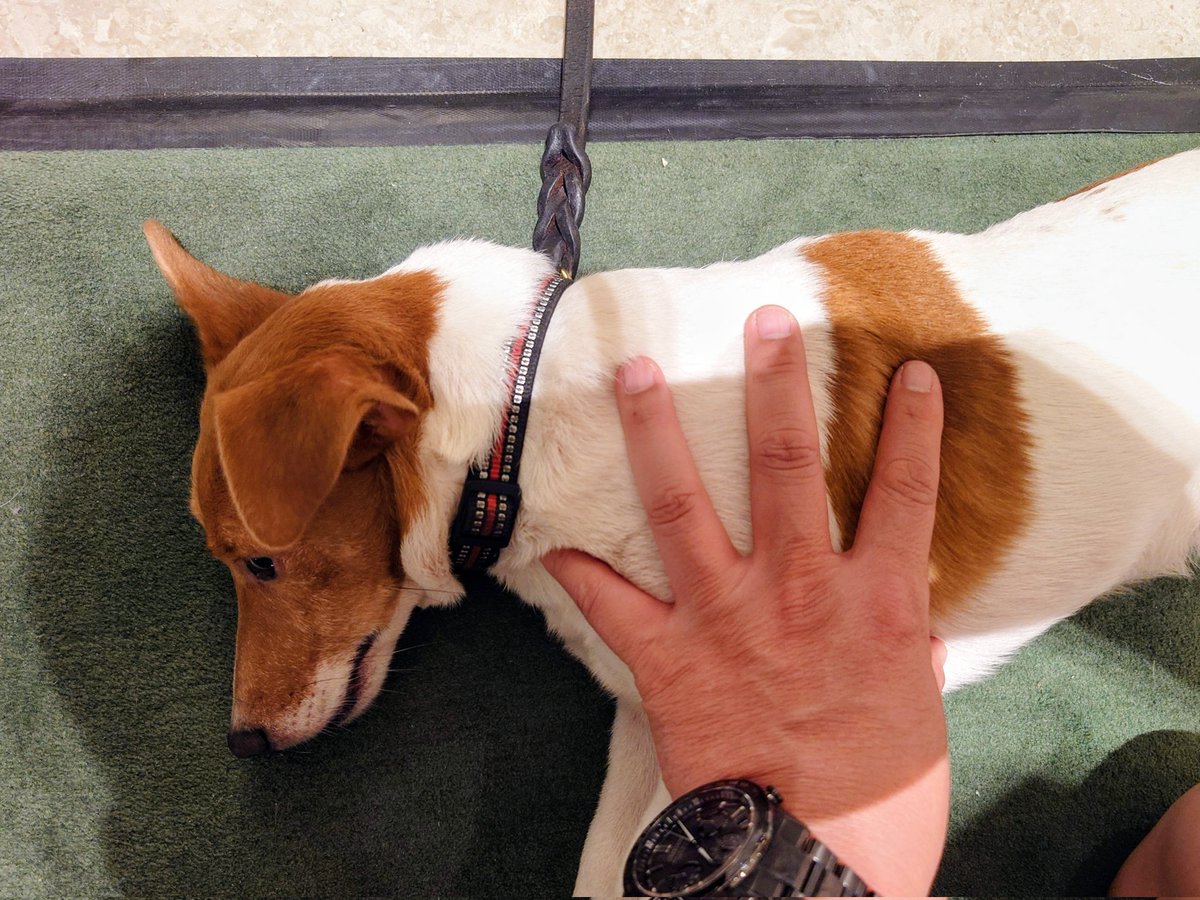 aatyan's tweet image. @fukunagakatsuya 可愛いすきるフィリピンの爆弾探知犬

#makati #holidayinnandmakati #マカティ