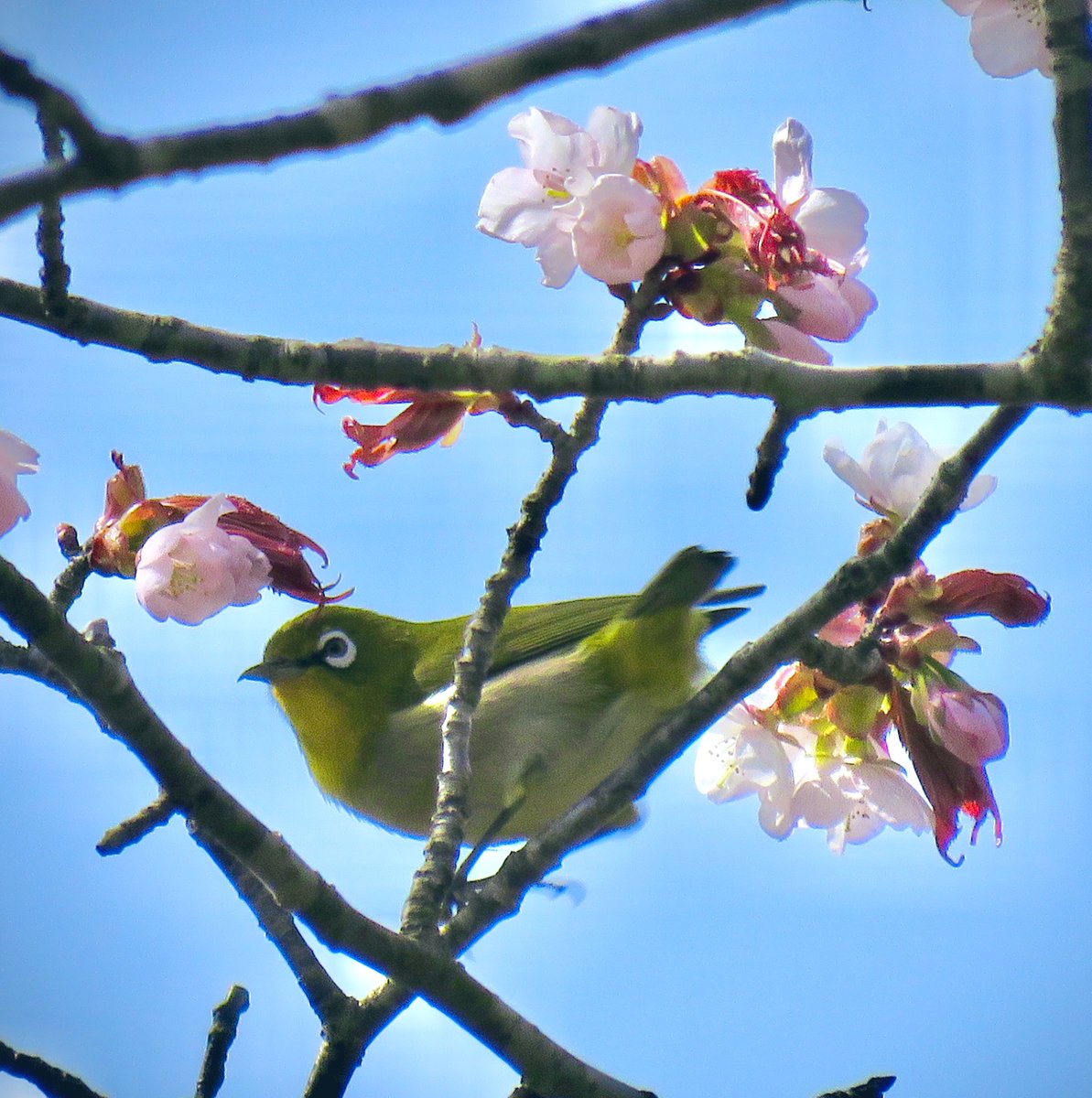 🦀ིྀがみ🍗 tweet media