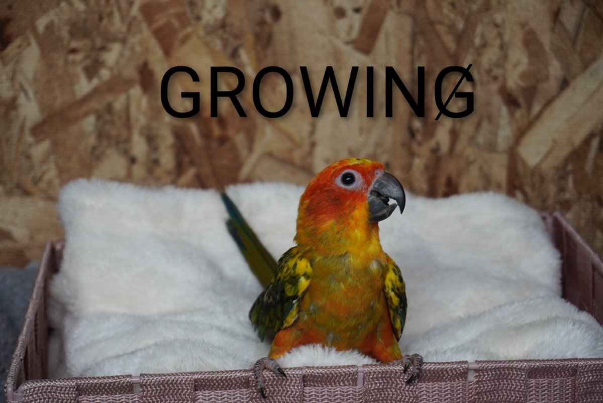 growing2024's tweet photo. 【新着】
ホームページに可愛い雛たちの
情報を追加しました🤩👍
https://t.co/G57OnmUfqB
クチコミもお願いします🙏
#中型インコ
#大型インコ https://t.co/3WjnaFyXjt