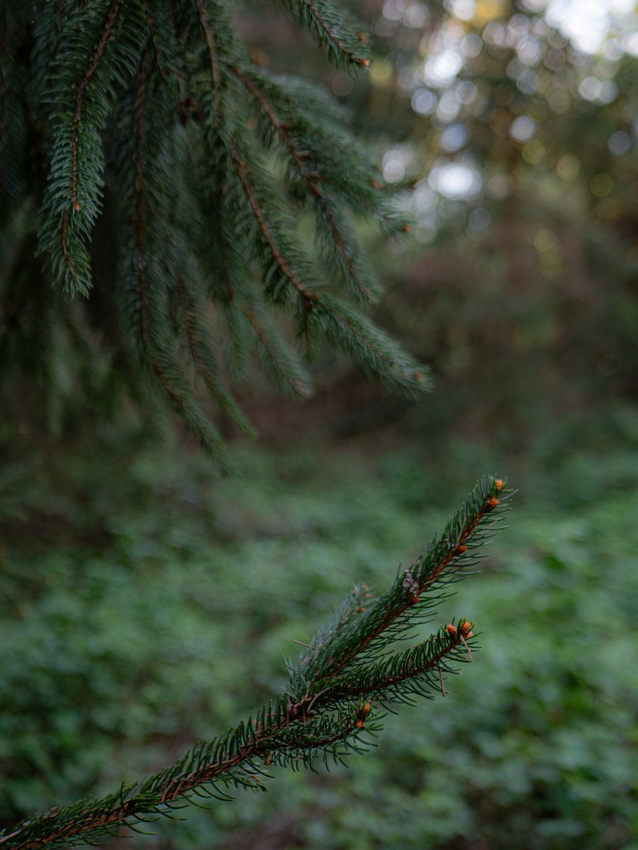 SuperLevure🌲📷 🐶 tweet media