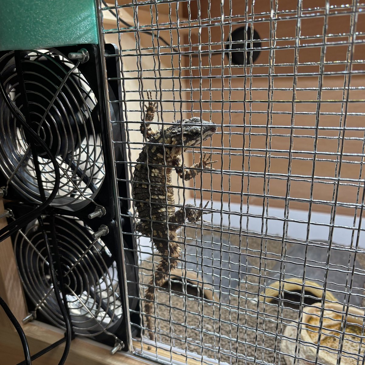 TK_7rep's tweet photo. やっぱりこのスキマに入るよね〜。対策せねば…オスに追いやられてこの隙間に入ったのかは気になる。 https://t.co/EgAuNedzwV