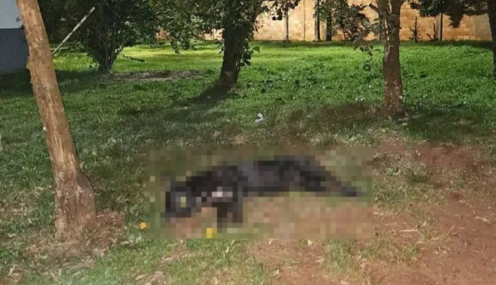 ▶️UN PITBULL ATACÓ A SU PROPIO DUEÑO QUIEN SE ENCUENTRA GRAVE | ​🔴

📌El hecho ocurrió en una casa del Km 10 Acaray de Ciudad del Este.

🔴Vecinos oyeron gritos de desesperación y, al ingresar a la vivienda, vieron al perro mordiendo a la víctima, Diego Morínigo, en el rostro,