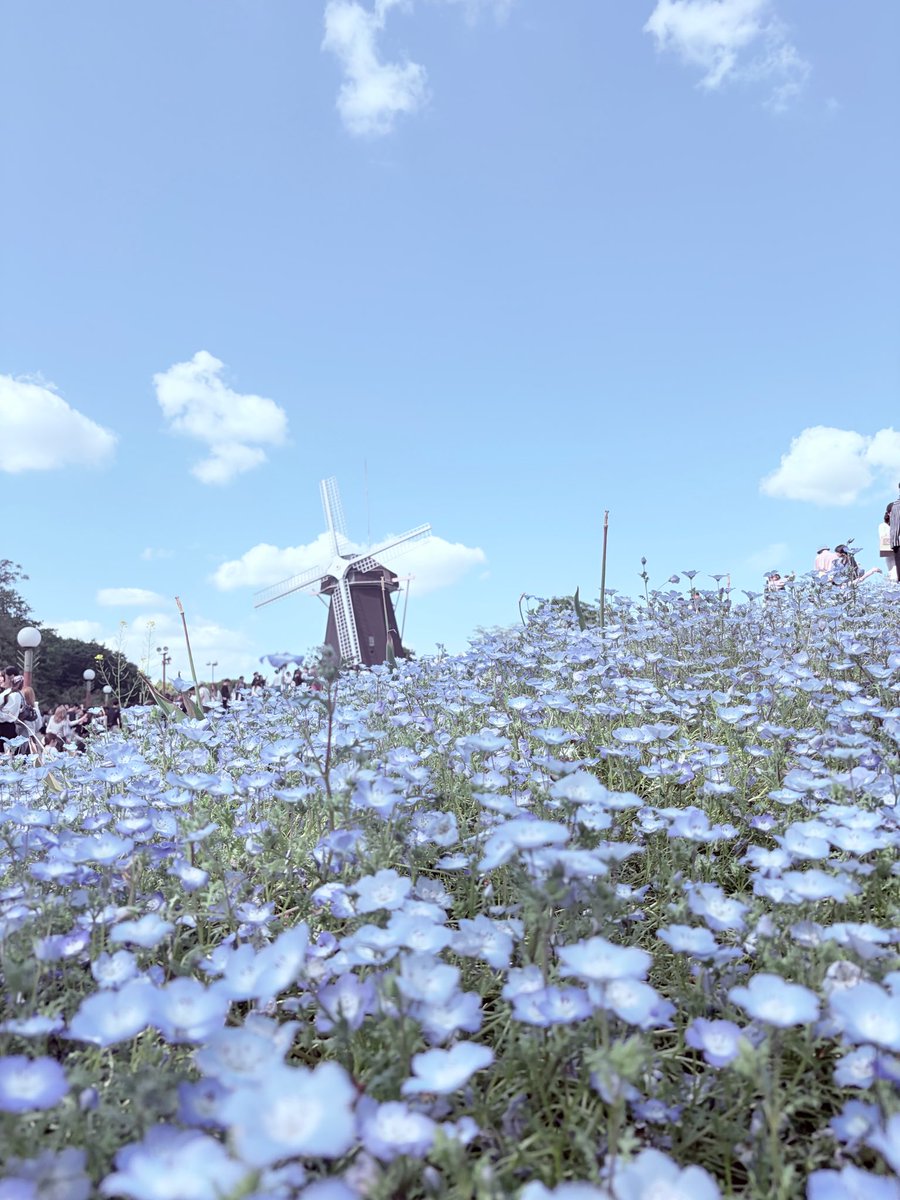 gonnnn3_3's tweet photo. 可愛い写真撮れたのでおすそ分け
ネモフィラですん https://t.co/1EFyigcvI3