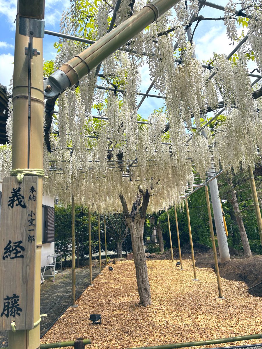 らっしー@趣味専用 tweet media