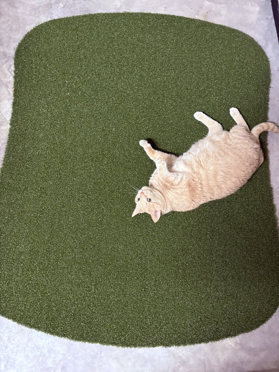 Marybird99's tweet photo. Happy #Caturday. I think I’ll play some golf. https://t.co/uPV3CWq8u7