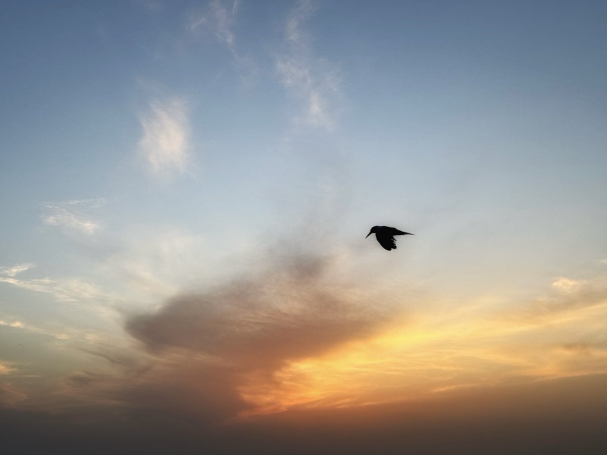 نِـهال* tweet media