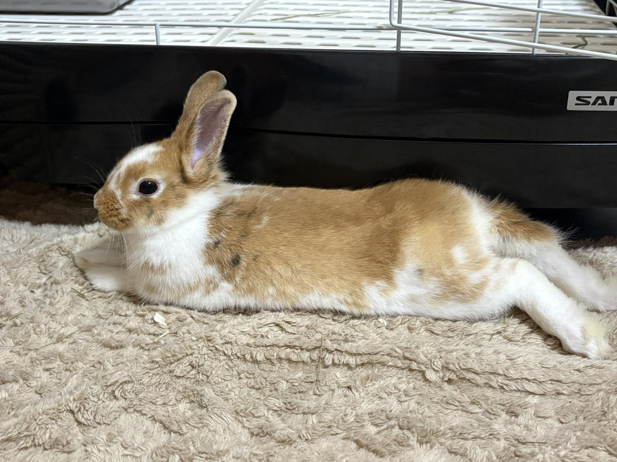 hamuBBA's tweet photo. しらたまに 妹分ができました🐰✨️
 
生後2ヶ月の もかちゃんです(*´˘`*)♡
性��は不明だけど多分女の子🎀
天真爛漫過ぎて振り回されてます✋

ただ鼻の調子が良くなくて心配🥺
近々病院へ行くの鼻を見て貰いつつ、性別も見てもらおうかなと思ってます🐰 https://t.co/5GQ8wsJ7lr