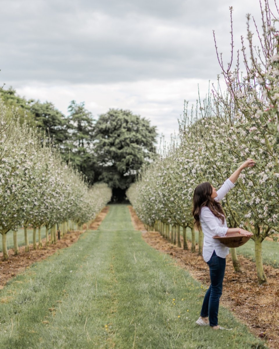 Silksgin's tweet image. Hand foraged &amp;amp; hand crafted. Every bottle of #SilksGin begins in our family #orchard, with apple blossom, elderflower, hawthorn blossom, &amp;amp; honey from our bees 🍯
Fresh, floral &amp;amp; perfectly balanced 🍸

#Gin #IrishGin #CraftSpirits #DrinkIrish boanndistillery.ie/our-spirits/si…
