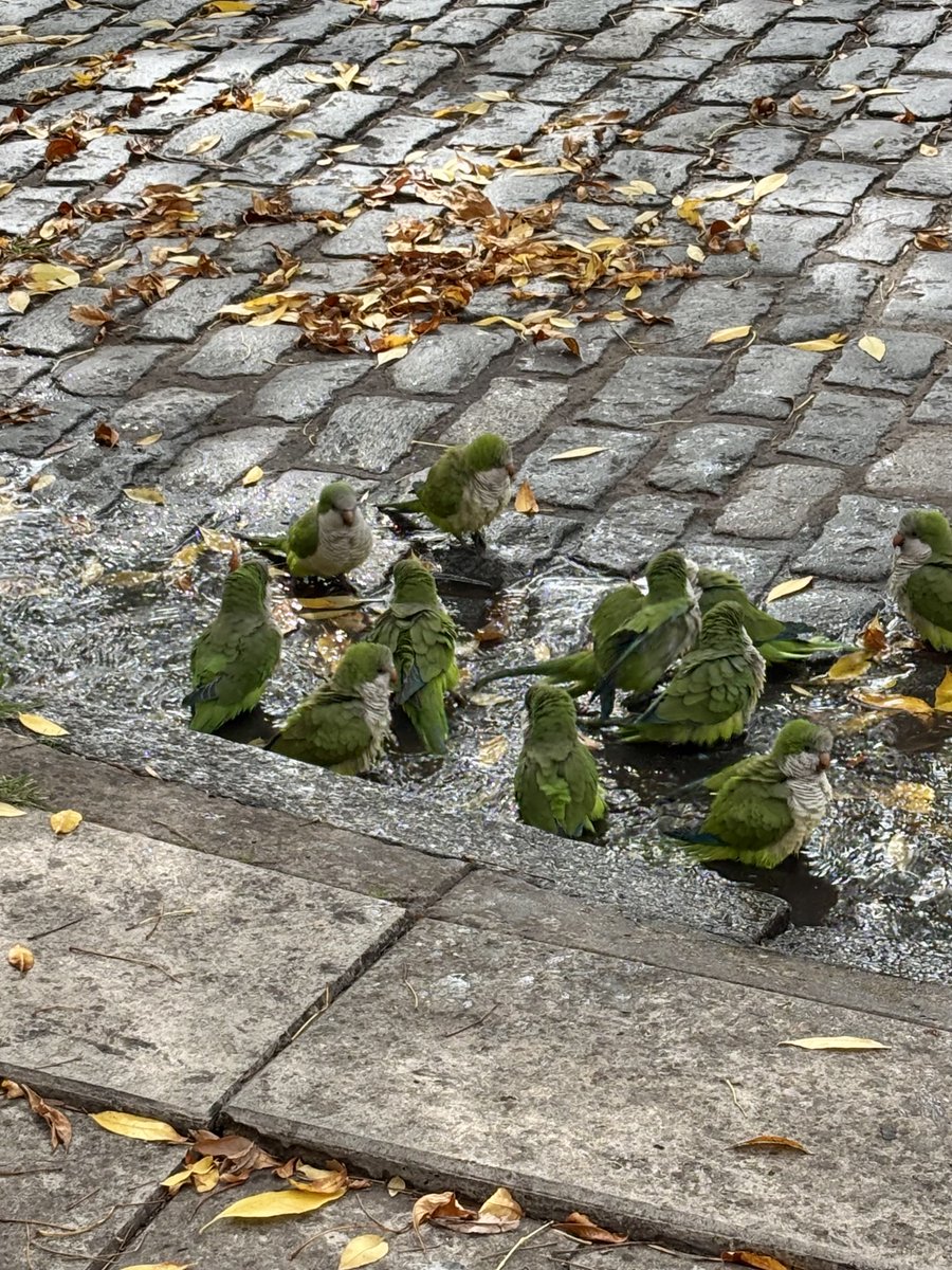 Alejandro Rúa tweet media