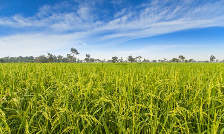 InvertixRD ™ tweet media