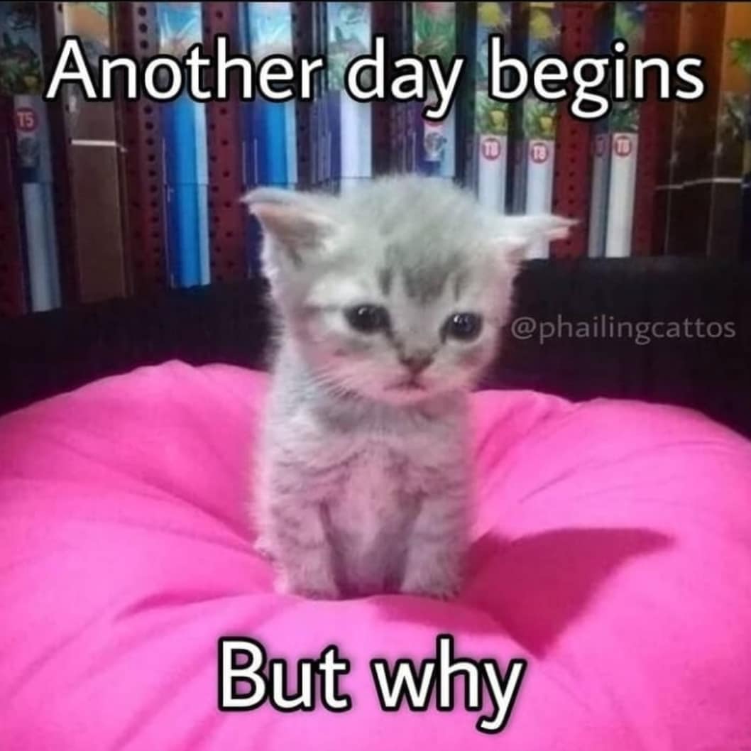Punch Cat tweet media
