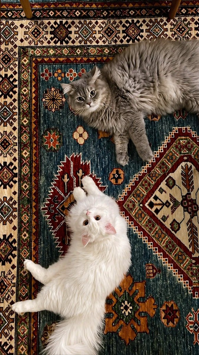 turqoisè tweet media