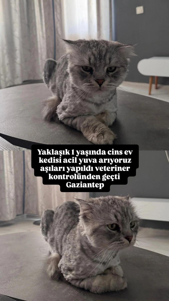 İlayda tweet media