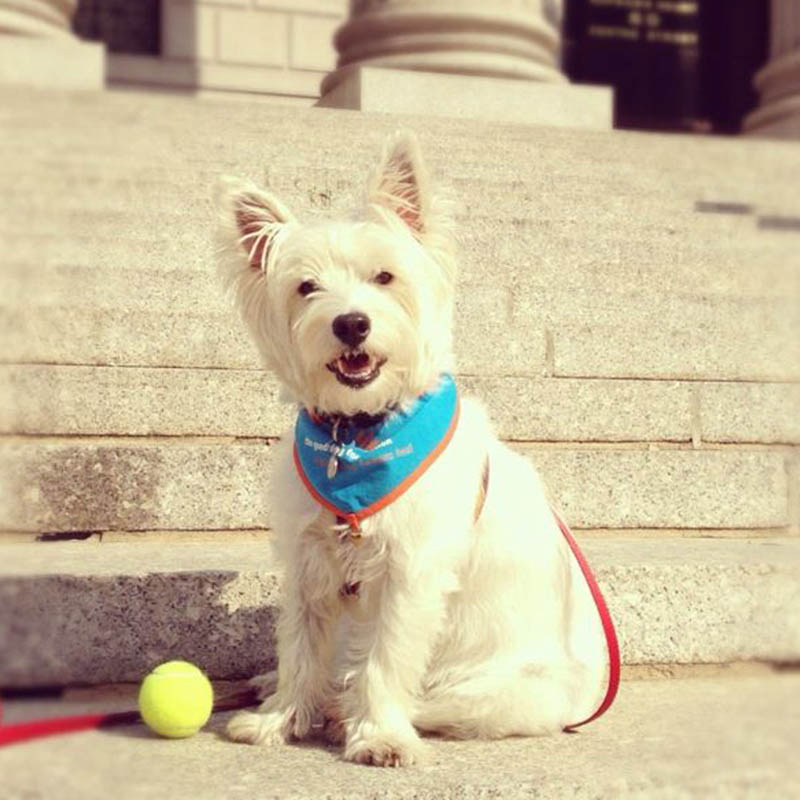 The Good Dog Foundation tweet media