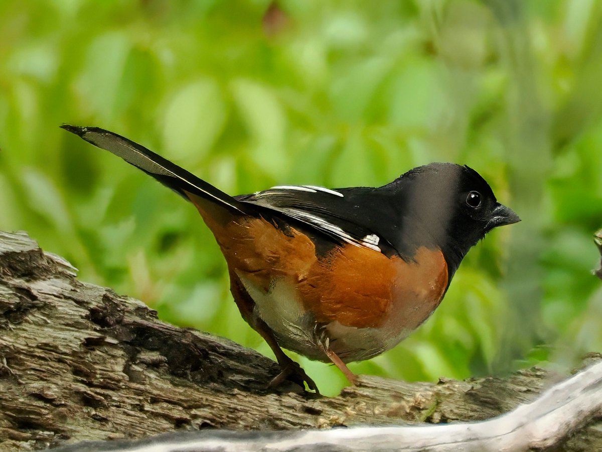 Above96th's tweet image. Got just a glimpse of a furtive Eastern Towhee in Central Park's Loch as it rummaged through the underbrush. Strikingly handsome, these birds look like robins but are actually oversized sparrows. #Towhee #CentralPark #birdcpp