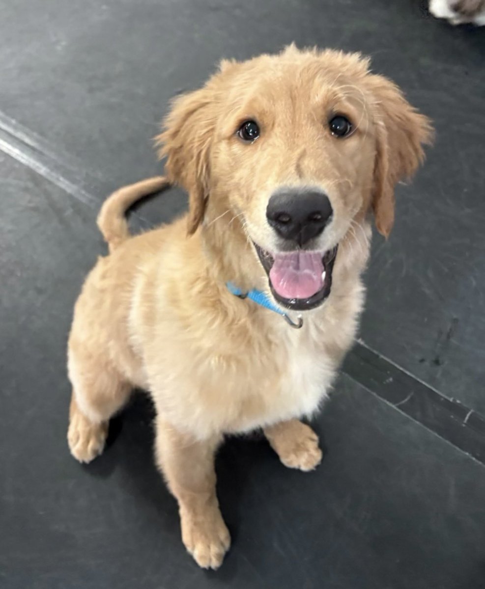 justmeshant's tweet photo. @thestanleypuph1 Happy Birthday Stanley! Love from your Ontario fren Sunny (and her hooman) https://t.co/lyNdZtcoDm